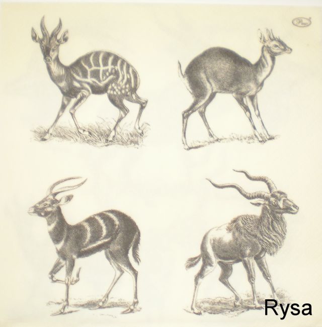 zvířata 07.jpg