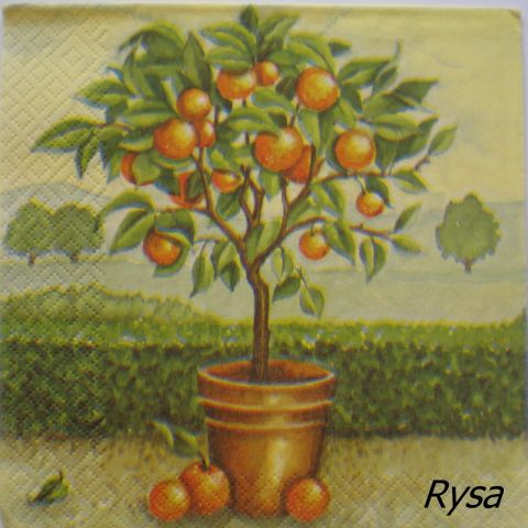 citrusové plody 03